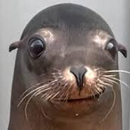 Herbert