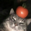 Tomato cat