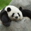 Pandakilla28