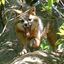 greyfox1611