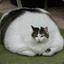Standin.Fette_Katze