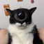 cyclops cat