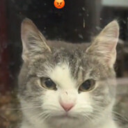 cherrybosann