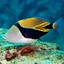 Humuhumunukunukuāpuaʻa.CSGOFish