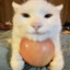 cat who has an apple