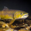 brown trout