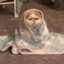 Lazy_cookie