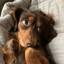 dachshund