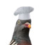 el grande pigeon maestro