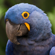 Arara Azul