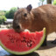 MrCapybara