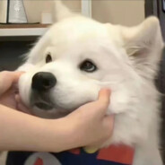 你真是饿了(求你了死网