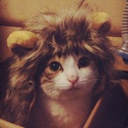 这个鱼塘只养猫！