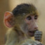 Baby Baboon