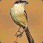 Shrike