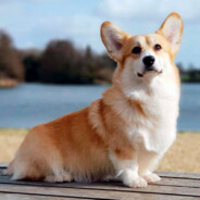 Mr. Corgi