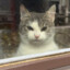kittler