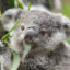 A Giant Hecking Koala