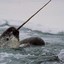 NextNarwhal