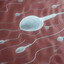 spermapidor@