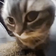 p1kovit - steam id 76561199121763313