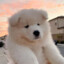 Samoyed