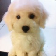 老司机划船不靠桨，全靠浪～