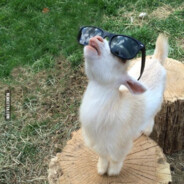 Stupid goat