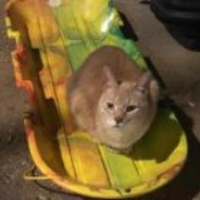 Cat Sled