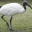 the ibis