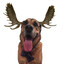 DamnMoose