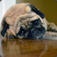 Depressed Pug