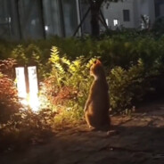 她与残局皆遗憾