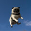 a flying dog