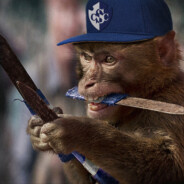 Mono con Navaja