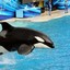 Shamu