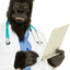 Dr. Gorilla Trouble