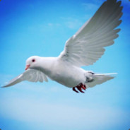 警惕队友大残骗局