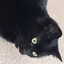 Kat