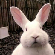 懒洋洋已经躺好了？