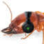 The Gaming Termite