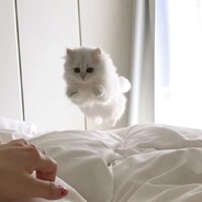 我的猫薄荷见底了