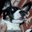 The Dog In The Picture Is Mine