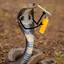 🐍 Cobra 🐍