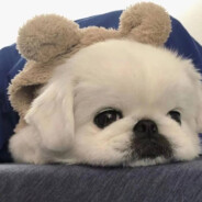 只要名字夠長別人就不