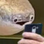 糖醋
