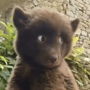 spreading whimsy and joy