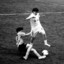 ribeiroo