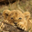 MatildaAmitié | TheLion