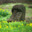 moai